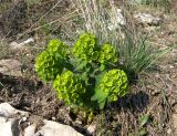 Euphorbia condylocarpa