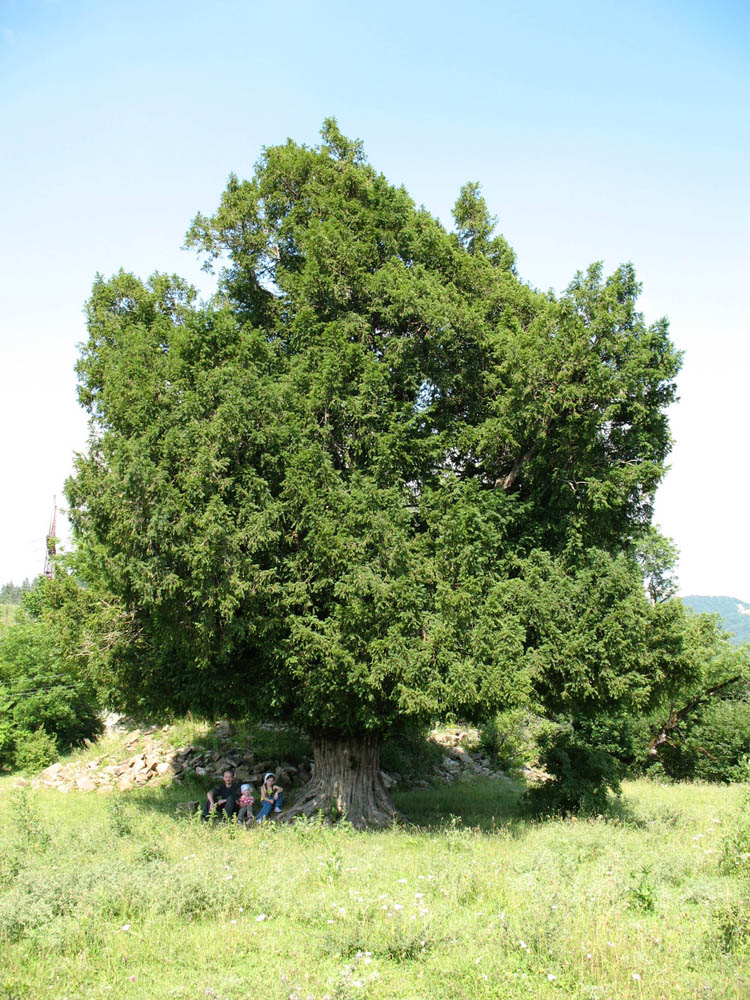 Image of Taxus baccata specimen.