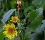 Sonchus oleraceus. Верхняя часть стебля с соцветиями-корзинками (диаметр около 3 см). Киев, опушка Святошинского леса, 27 мая 2008 г.