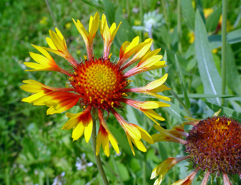 Image of Gaillardia &times; grandiflora specimen.