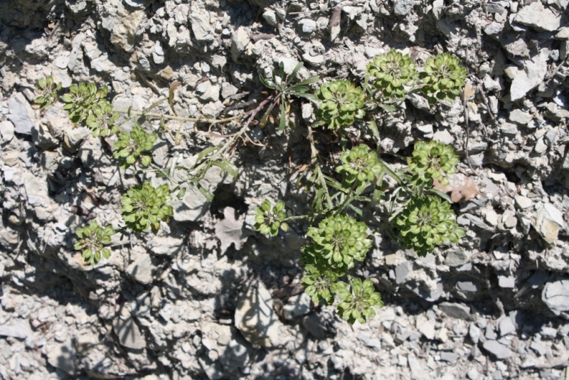 Image of Iberis simplex specimen.