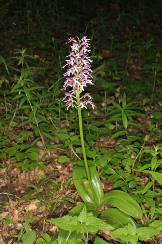 Изображение особи Orchis purpurea ssp. caucasica.