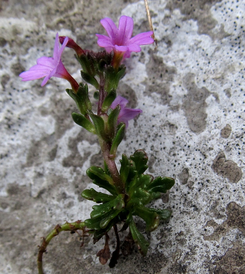 Image of Erinus alpinus specimen.