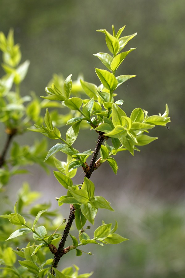 Изображение особи Euonymus verrucosus.