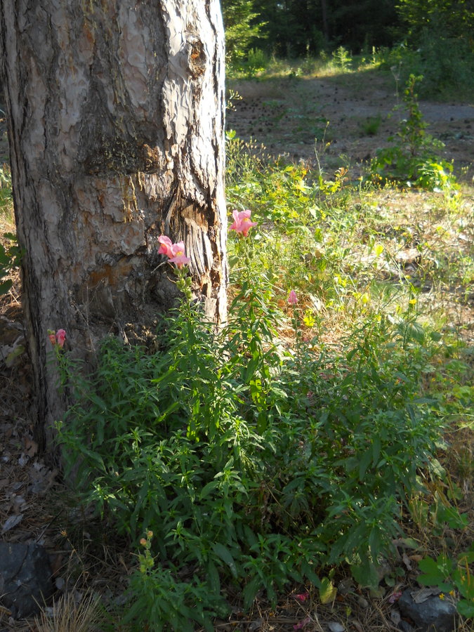 Изображение особи Antirrhinum majus.