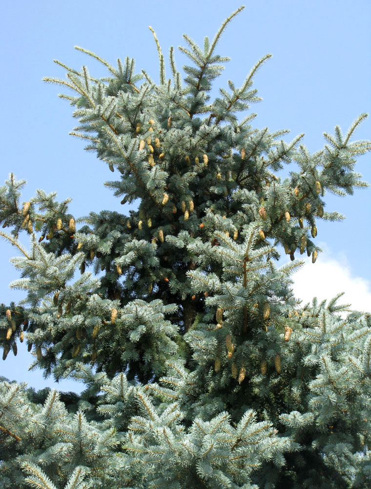 Image of Picea pungens f. glauca specimen.