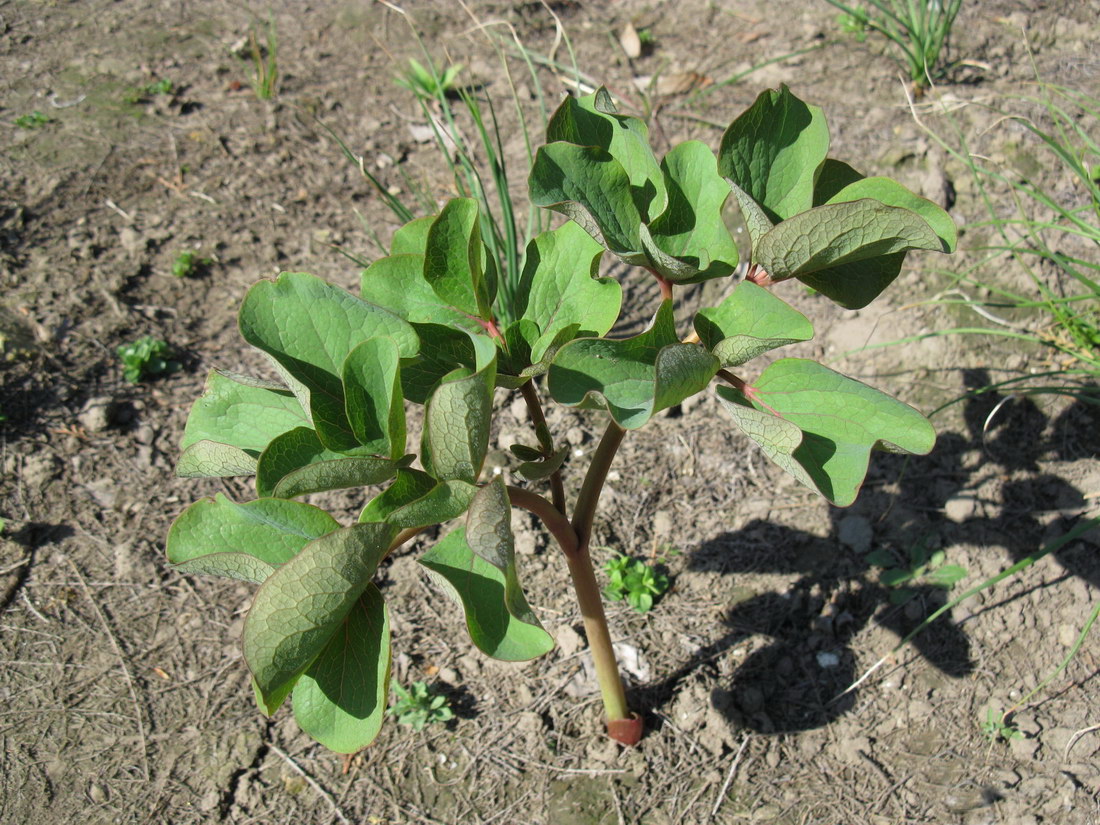 Image of Paeonia daurica specimen.