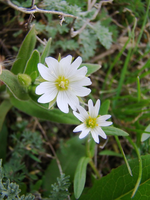 Image of Cerastium nemorale specimen.