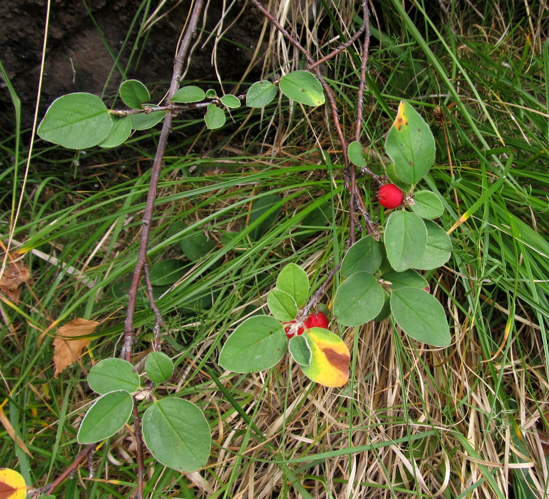 Image of Cotoneaster pyrenaicus specimen.