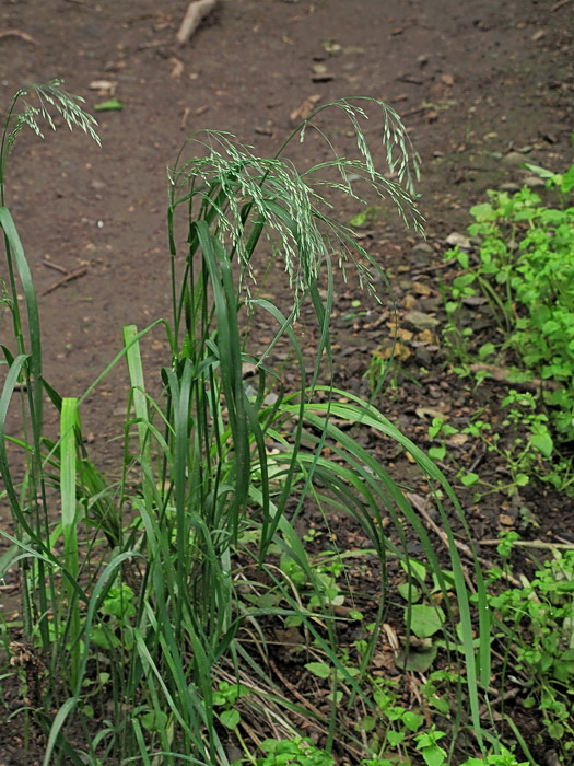 Image of Poa sichotensis specimen.