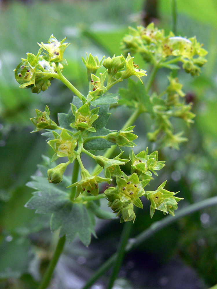 Изображение особи Alchemilla leiophylla.