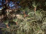 Pinus pinea