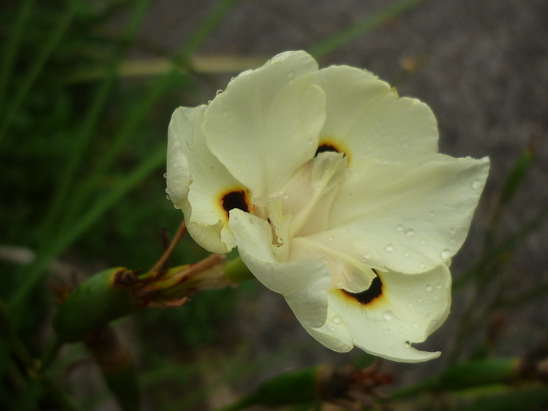 Изображение особи Dietes bicolor.