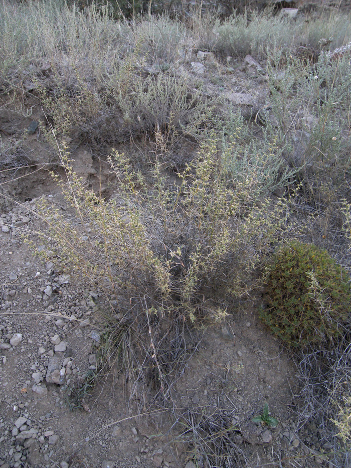 Image of Noaea mucronata specimen.