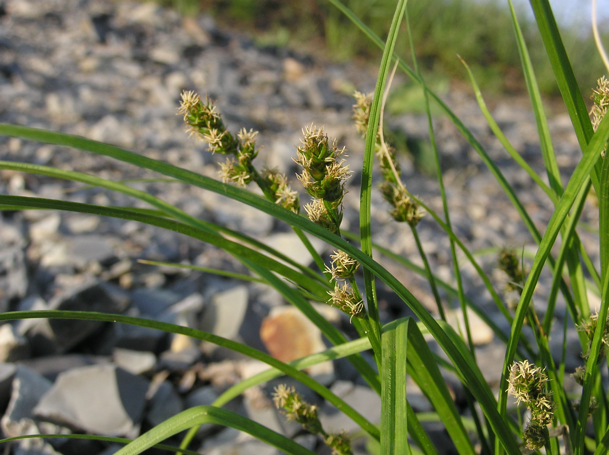 Image of Carex otrubae specimen.