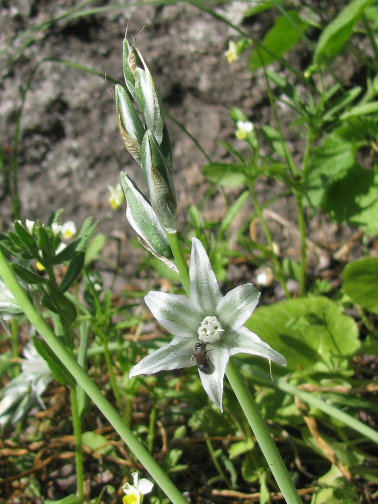 Image of Ornithogalum boucheanum specimen.