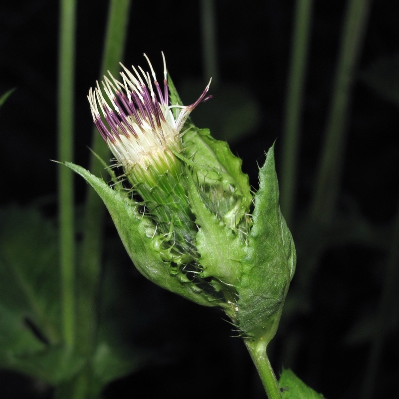 Image of Cirsium oleraceum specimen.