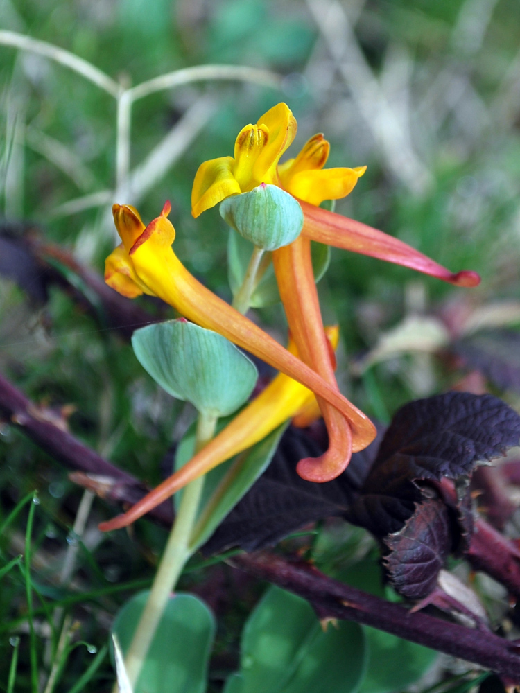 Image of Corydalis sewerzowii specimen.