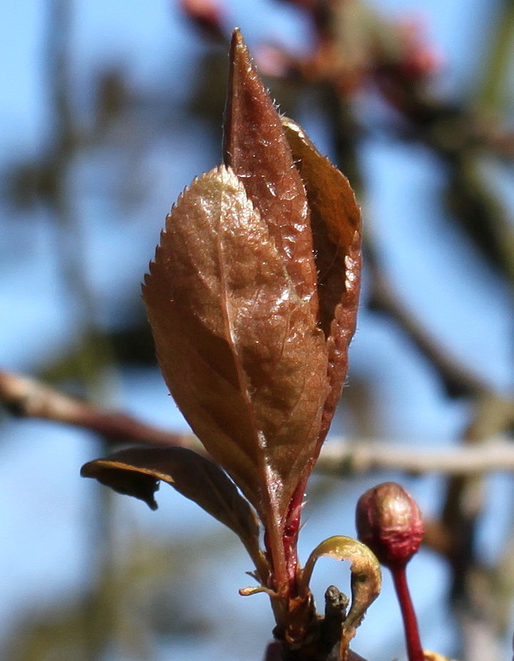 Image of Prunus cerasifera specimen.