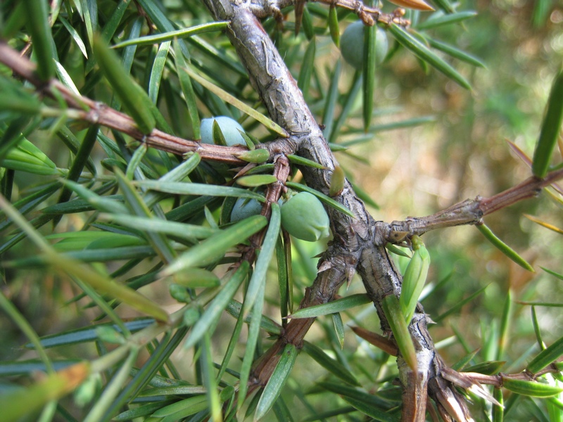 Изображение особи Juniperus communis.