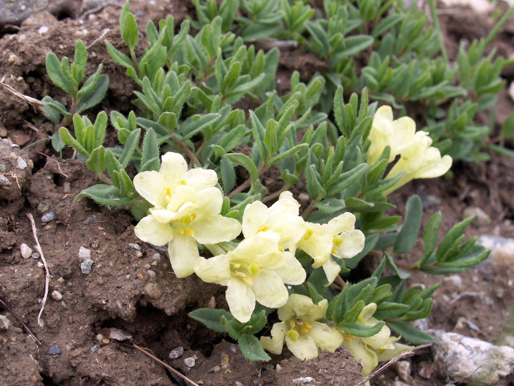 Image of Lonicera semenovii specimen.