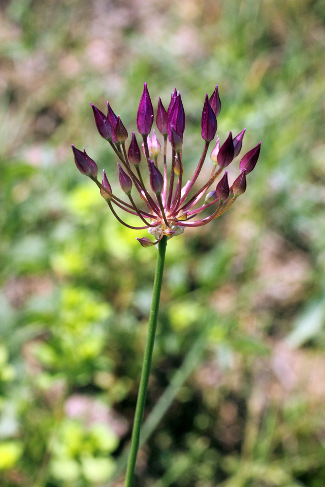 Image of Allium longiradiatum specimen.