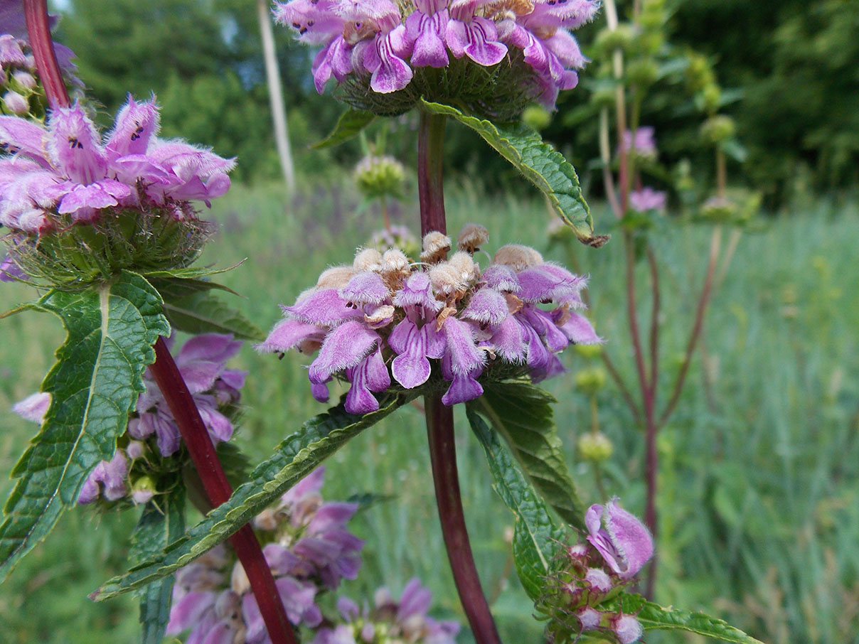 Image of Phlomoides tuberosa specimen.