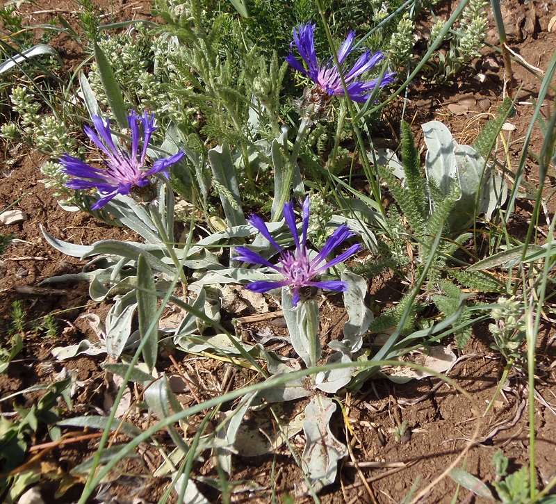 Image of Centaurea fuscomarginata specimen.