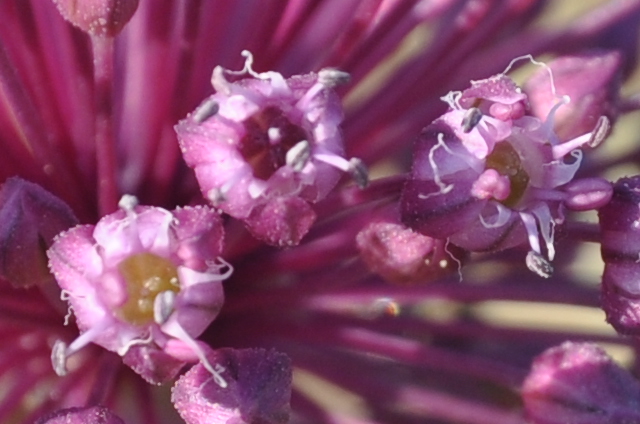 Image of Allium ampeloprasum specimen.