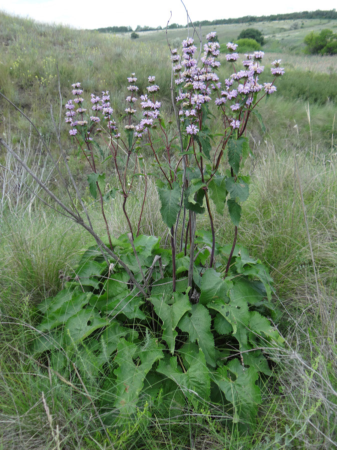 Image of Phlomoides tuberosa specimen.