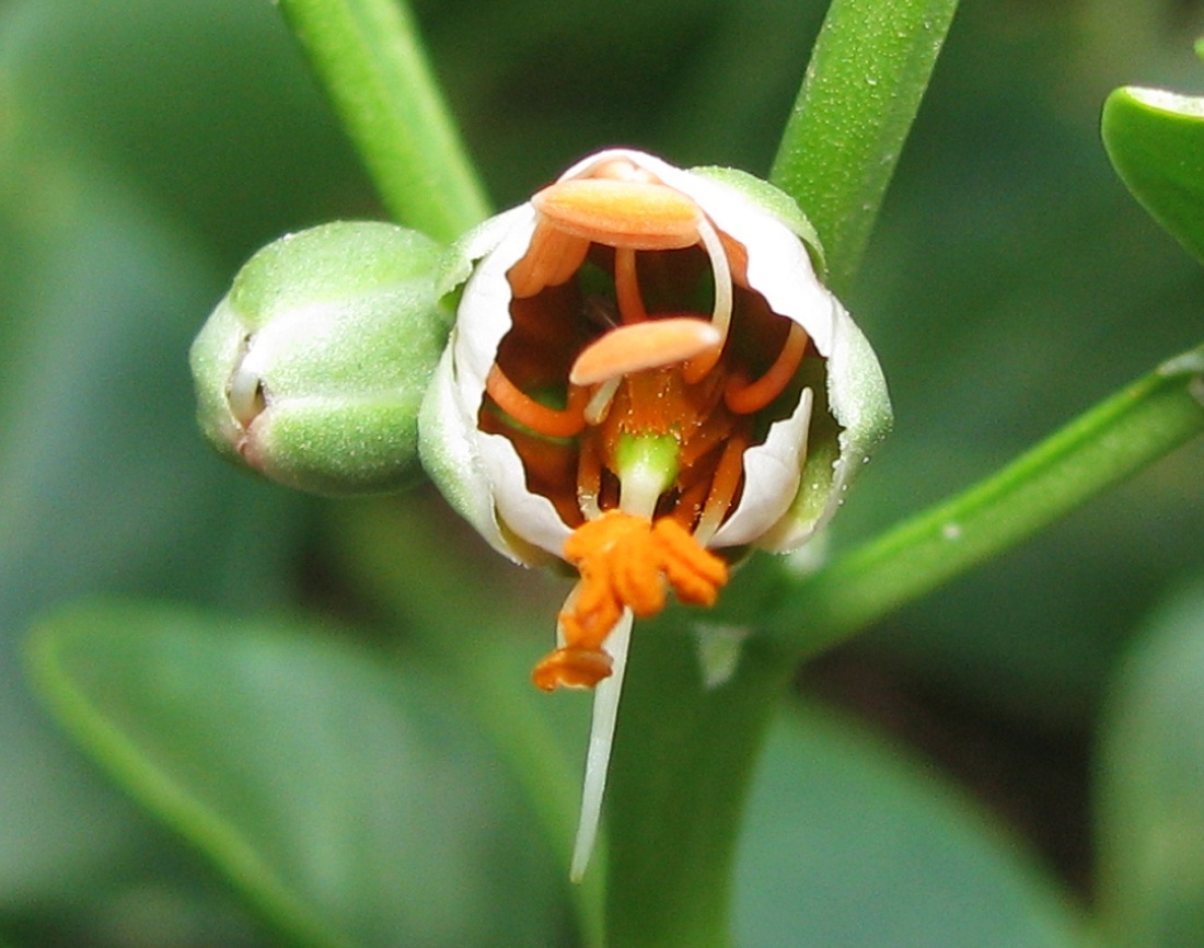 Image of Zygophyllum fabago specimen.