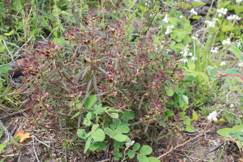 Изображение особи Pedicularis labradorica.