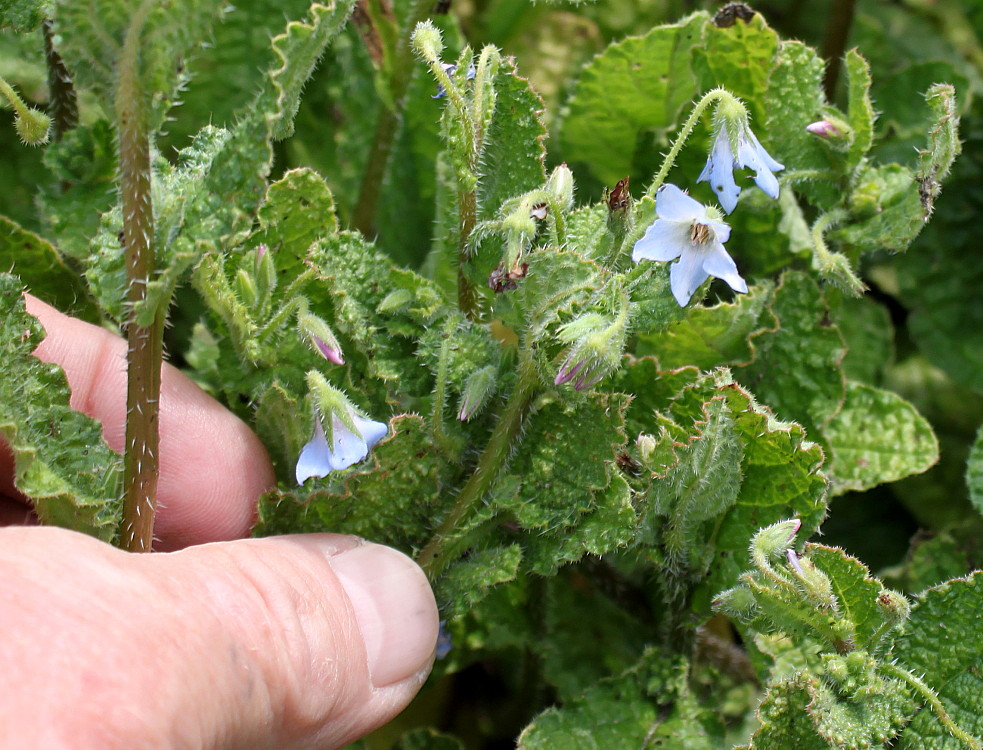 Image of Borago pygmaea specimen.