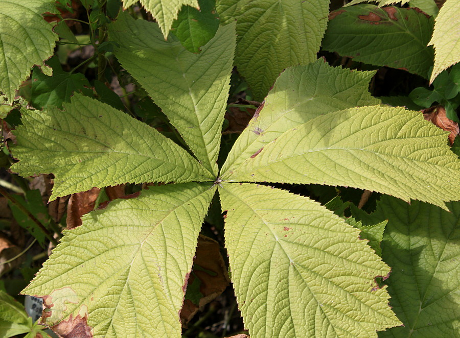 Image of Rodgersia podophylla specimen.