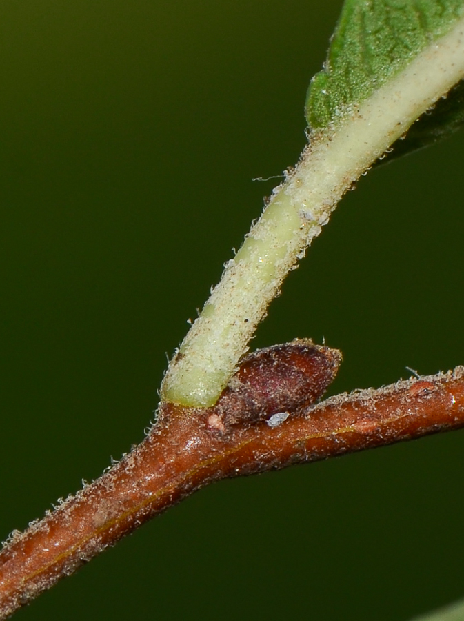 Image of Ulmus parvifolia specimen.