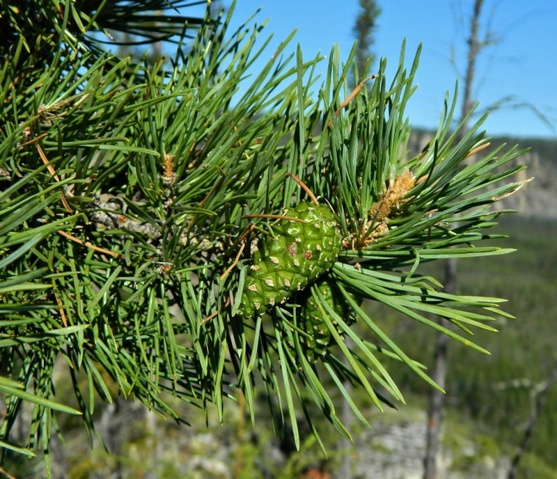 Изображение особи Pinus sylvestris.