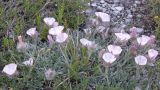Convolvulus tauricus. Цветущее растение. Крым, окр. Симферополя. 26 мая 2009 г.
