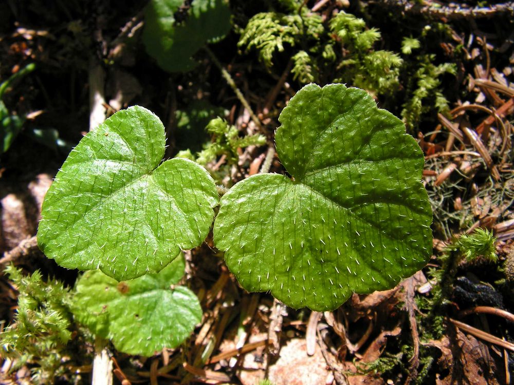 Image of Mitella nuda specimen.