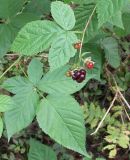 Rubus nessensis. Ветвь с плодами. Псковская обл., Себежский р-н, сосново-березовый лес, август.