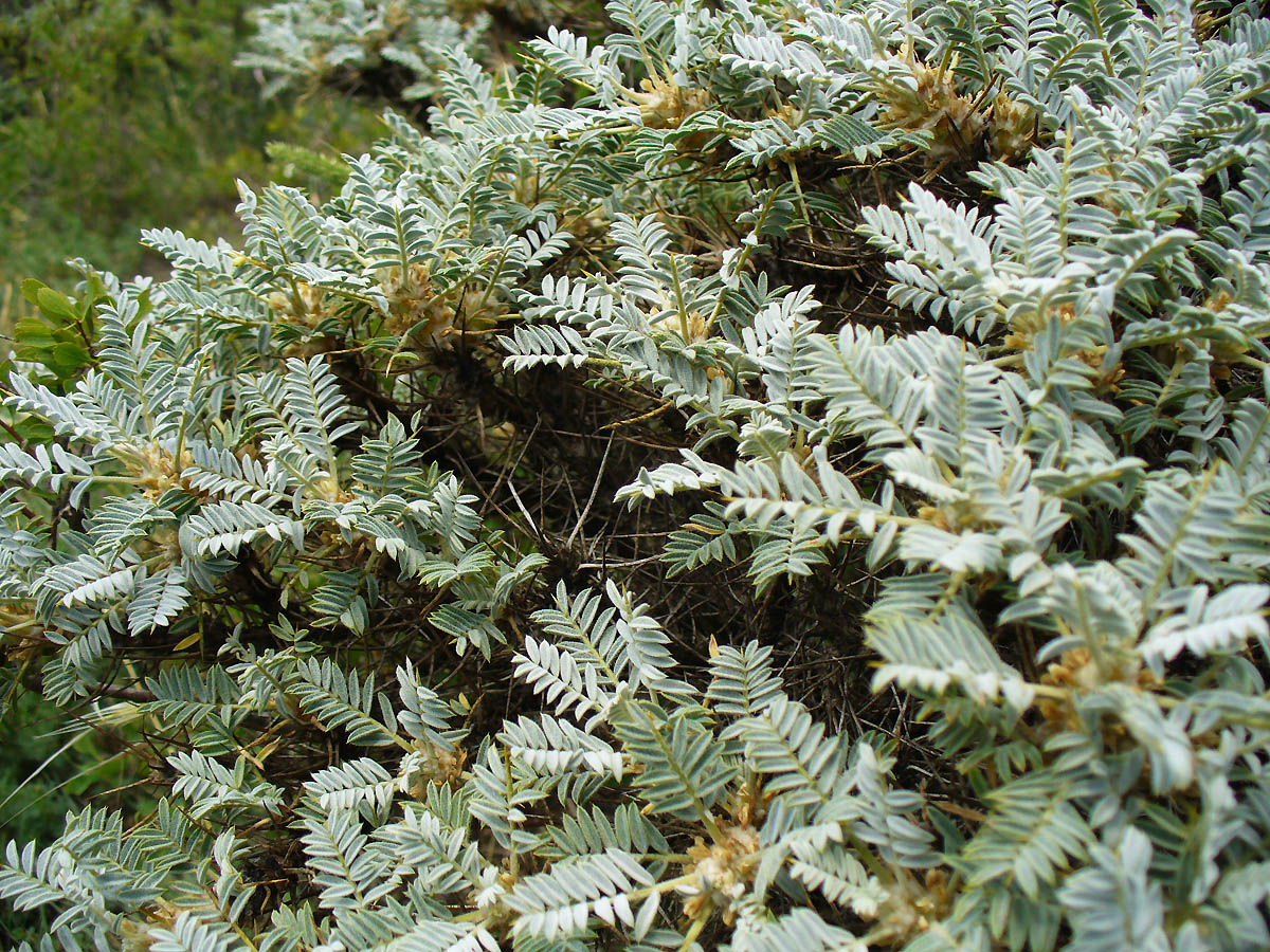 Изображение особи Astragalus aureus.