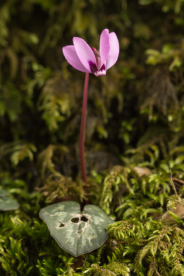 Image of Cyclamen coum specimen.