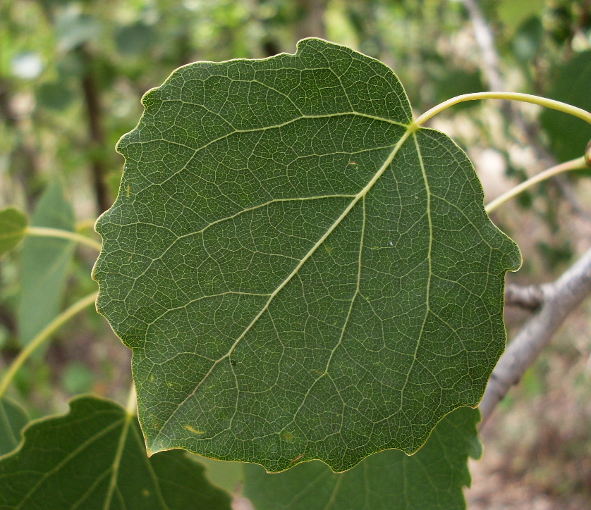 Image of Populus tremula specimen.