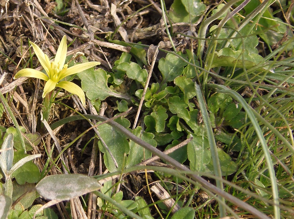 Image of genus Gagea specimen.