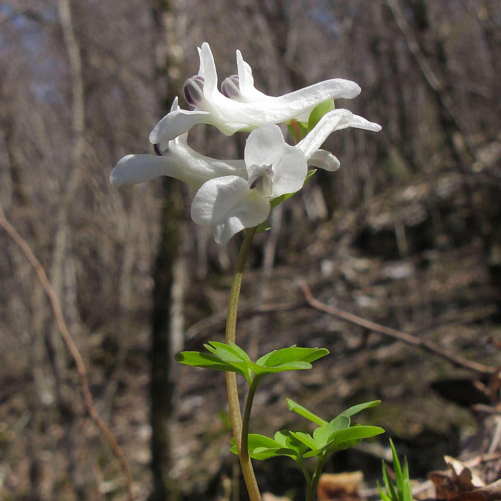 Изображение особи Corydalis caucasica.