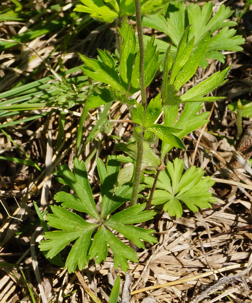 Изображение особи Anemone sylvestris.