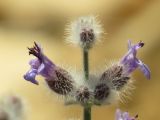 Salvia deserti. Верхушка побега с цветками. Израиль, южный Негев. 29.03.2014.