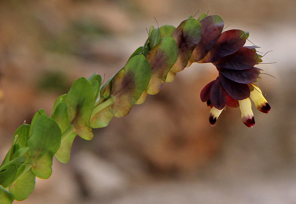 Image of Cerinthe retorta specimen.