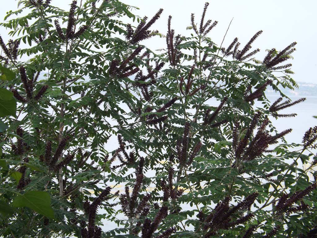 Image of Amorpha fruticosa specimen.