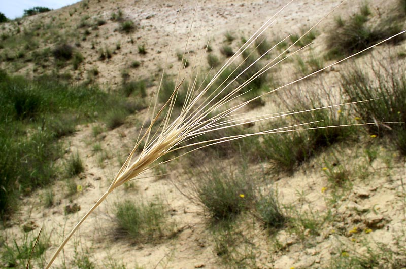 Image of Secale sylvestre specimen.