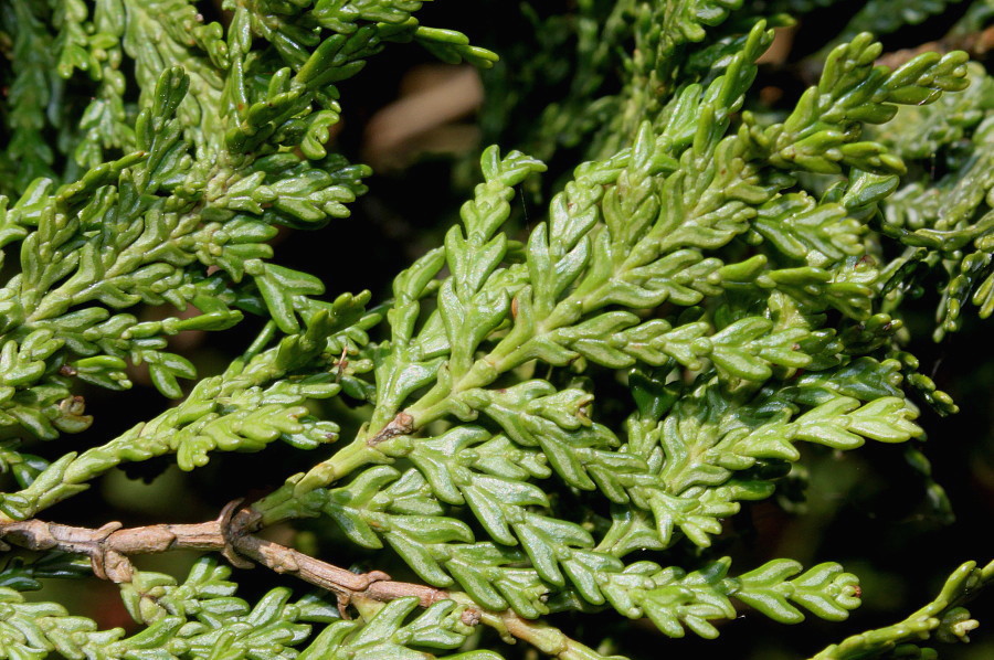 Image of Austrocedrus chilensis specimen.